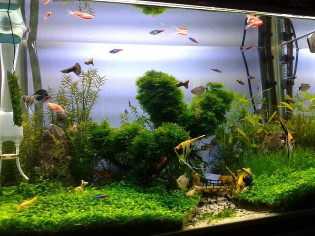 孔雀鱼可以和迷你鹦鹉鱼一起养吗,孔雀鱼可以跟迷你鹦鹉鱼一起养吗