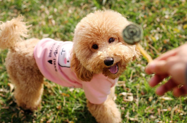 养狗狗需要注意的常识,养狗狗需要注意哪些细节