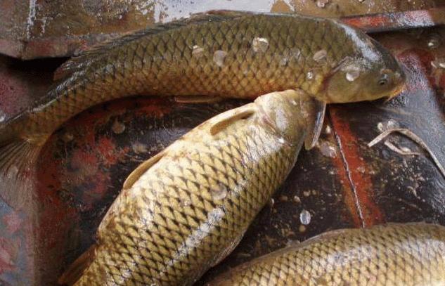 鲤鱼鲫鱼主要吃什么长得快,鲤鱼鲫鱼营养区别