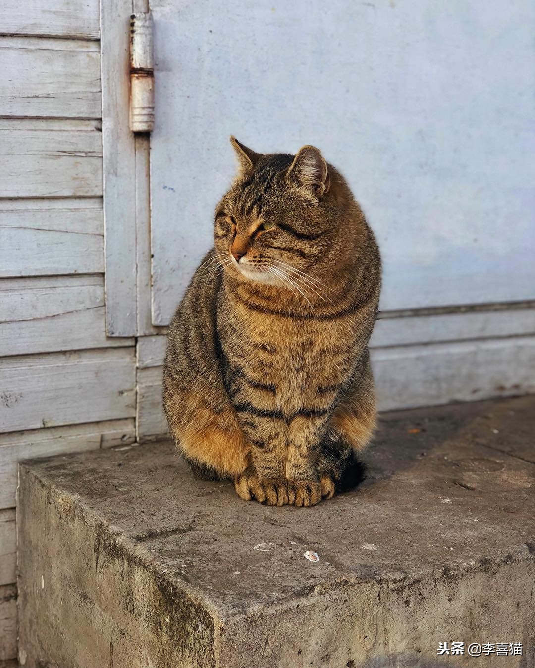 猫咪过冬湿粮怎么办,猫咪过冬空调开多少度