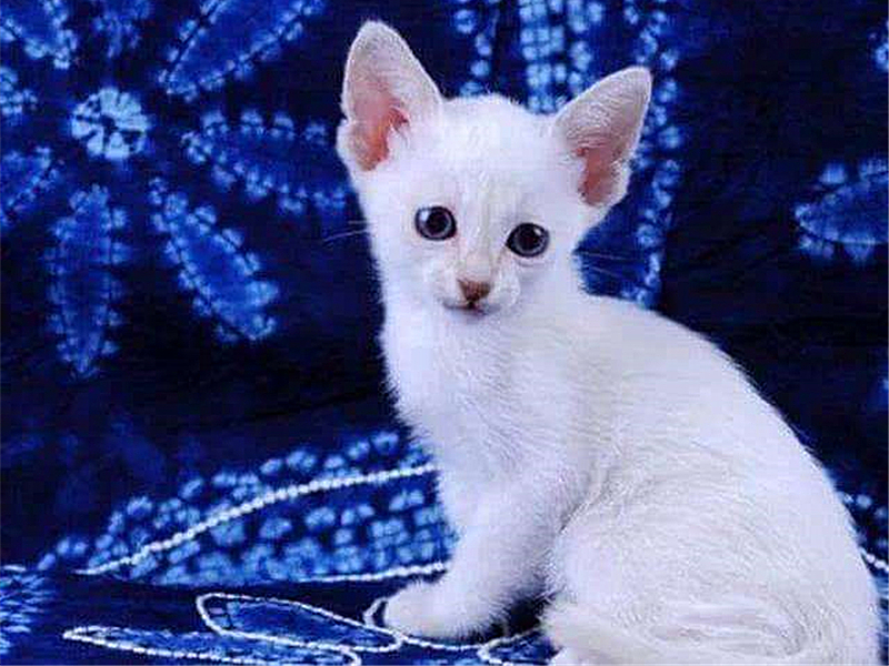 猫咪毛发变颜色是怎么回事,辟谣猫咪谣言