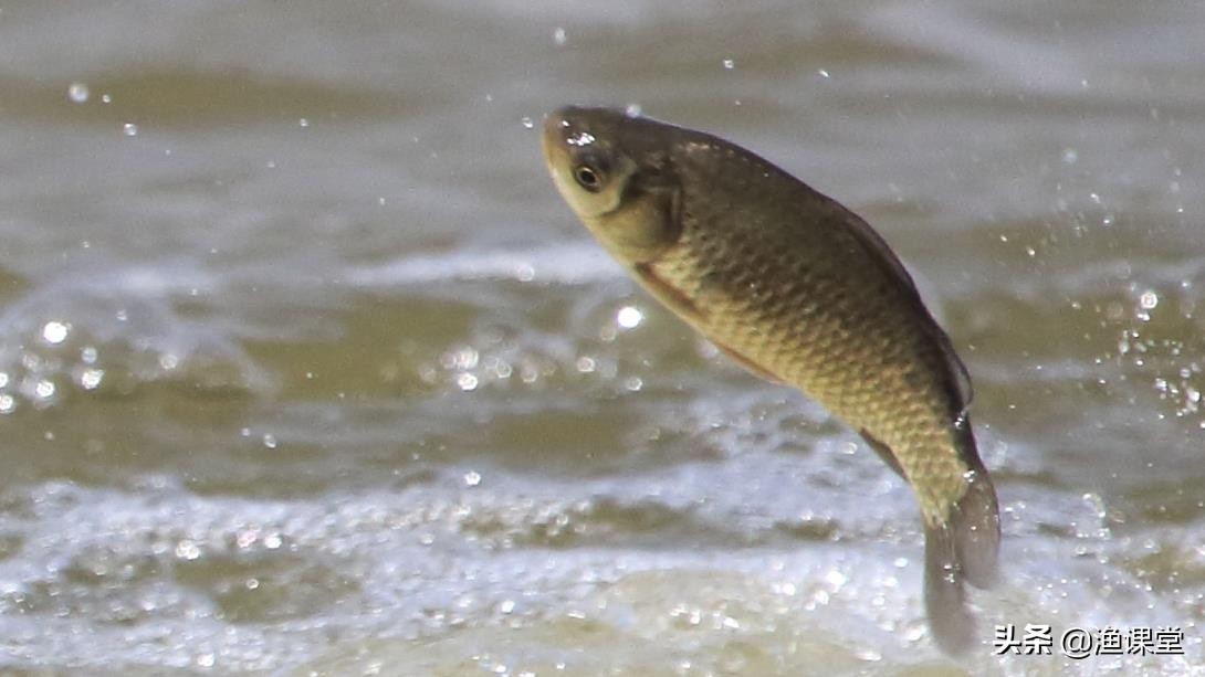 如何钓大鲤鱼用什么饵,怎样钓大鲤鱼效果最好