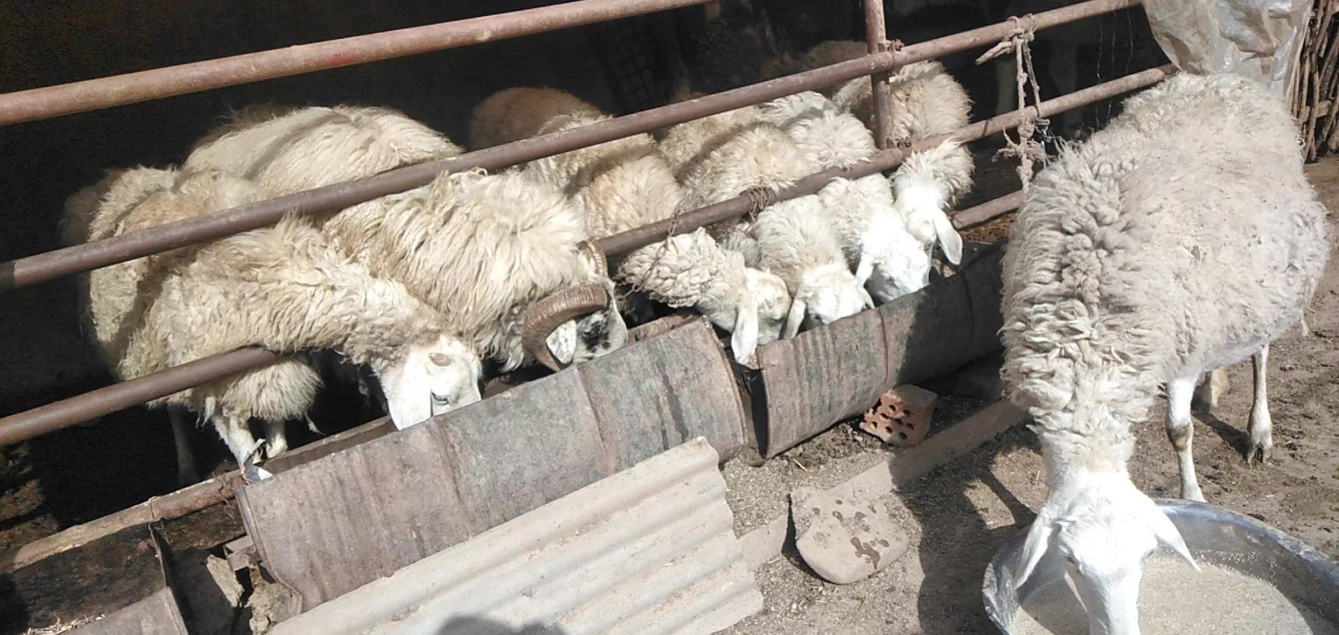 养羊的利润与成本真实列表,养羊的利润一般在多少