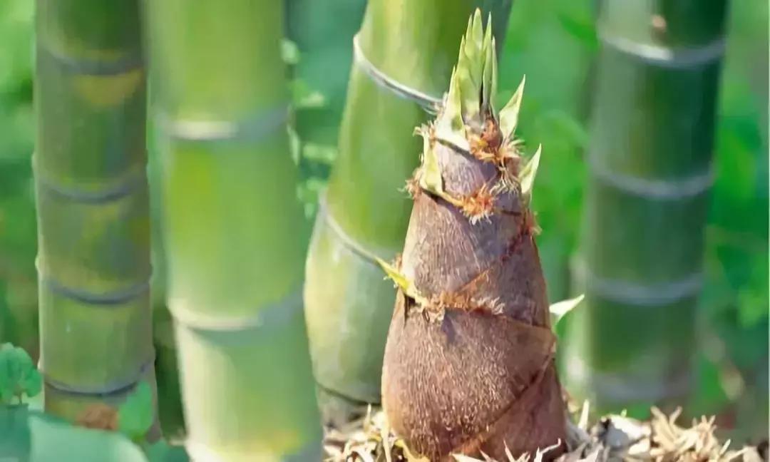 藏在山间民宿,藏在山里小民宿