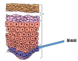 你真的了解肌肤吗,你真的懂肌肤吗