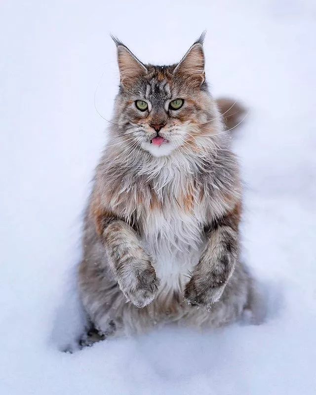 贵族阿比西尼亚猫,神秘的波斯猫