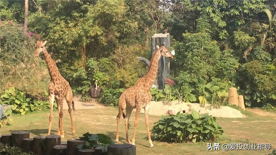 贝窝：与你“童”行丨来长隆，一起撒欢，一起找回儿时欢乐