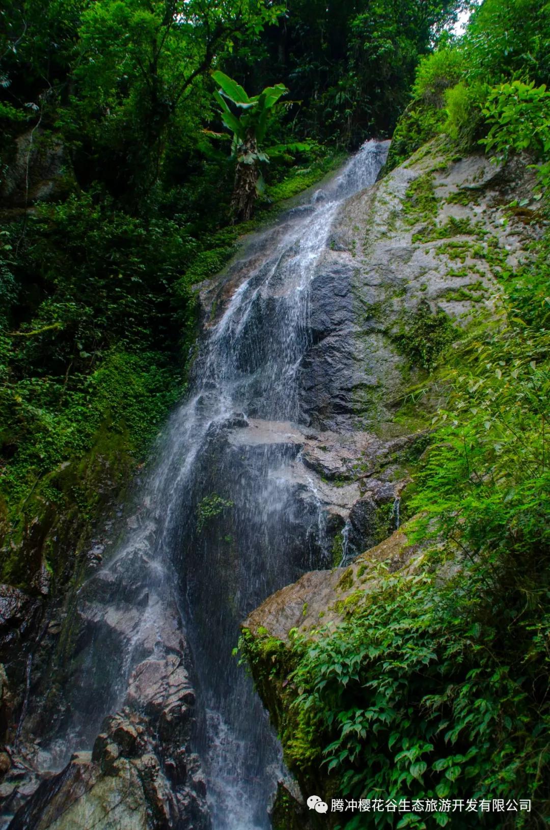 腾冲樱花谷景区,腾冲樱花谷12月份有樱花吗
