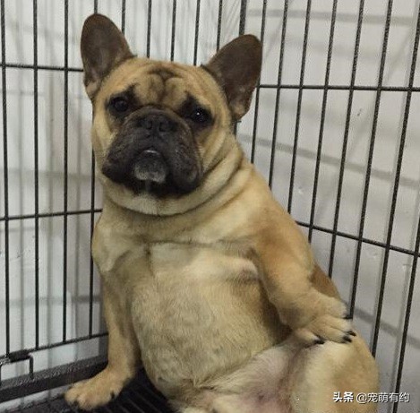 法国斗牛犬夏天该睡什么狗窝,法国斗牛犬夏天防中暑宝典