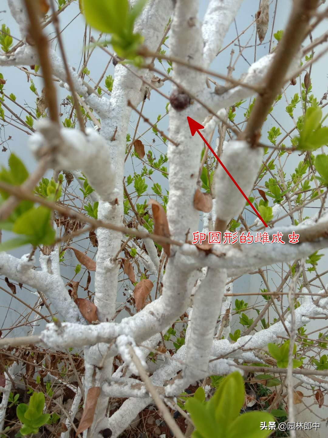 绿篱枝干被白色棉状物包裹，不要不在意，可能是蚧壳虫在危害
