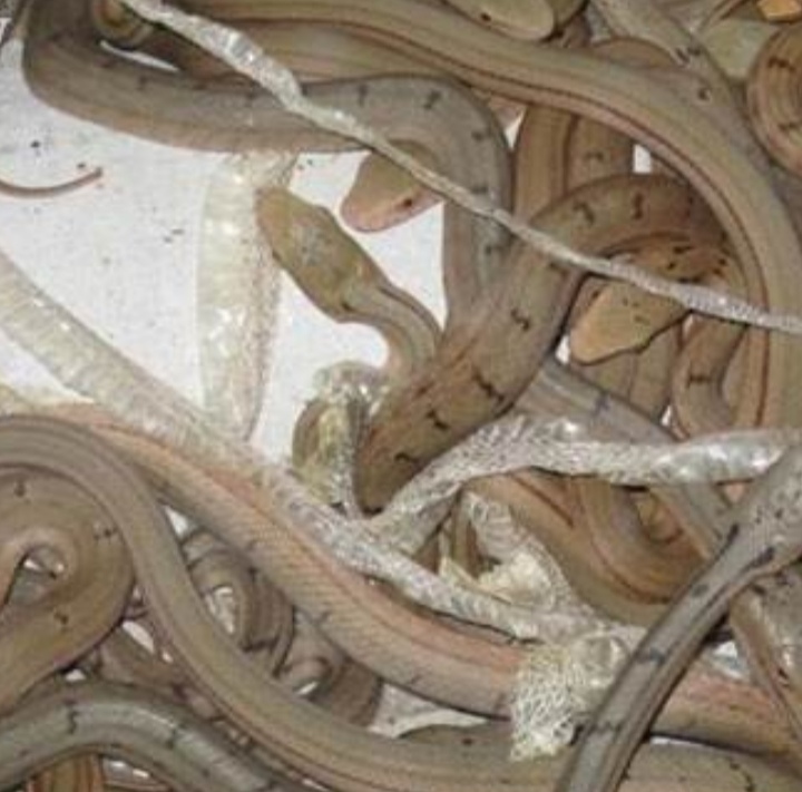 从孵化开始养蛇,幼蛇从母体出生