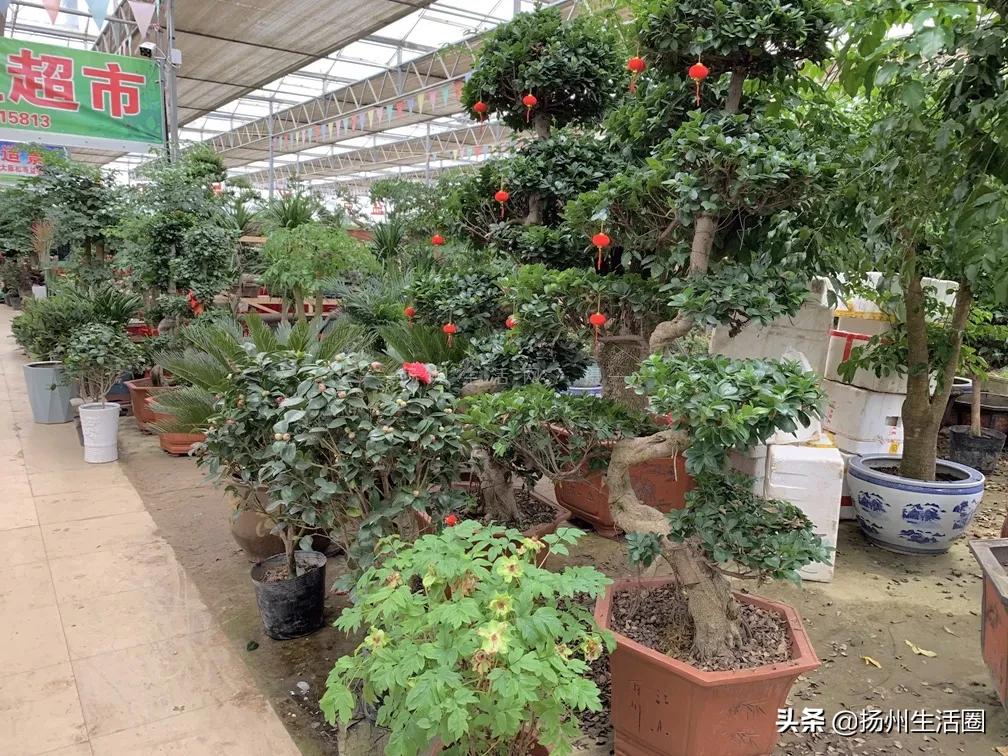 扬州盆栽花卉批发市场,扬州花木城花卉批发市场