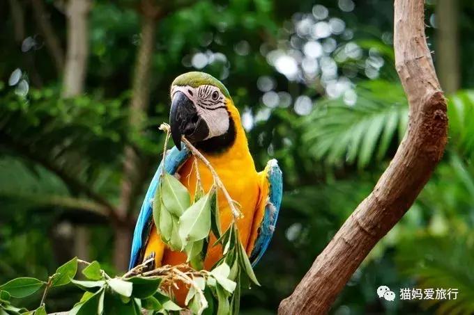 广州长隆野生动物园全程步行攻略,2天游玩广州长隆野生动物园攻略