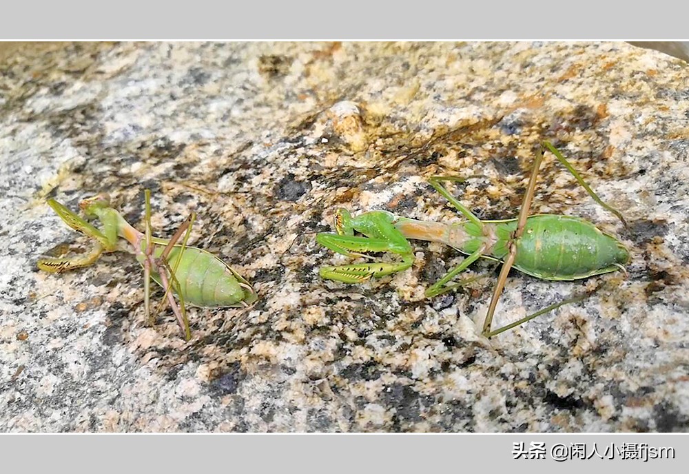 被铁线虫寄生了螳螂如何拯救,是不是每个螳螂都会被铁线虫寄生