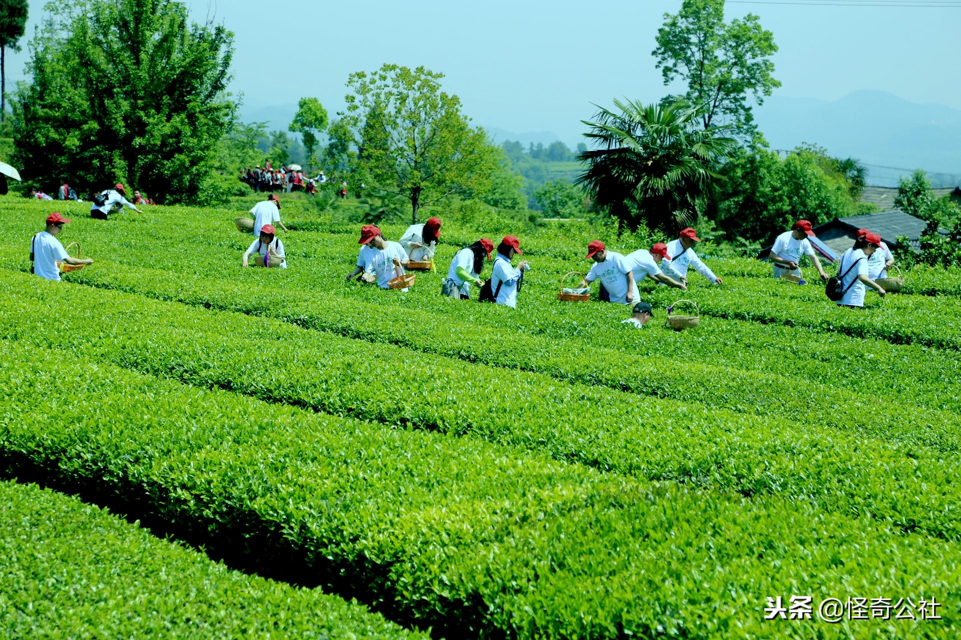 享誉世界的百年品牌——宜昌宜红，“万里茶道”上的新亮点