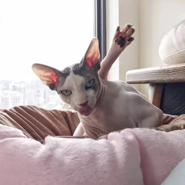 常养的猫有什么品种,十大便宜好养的猫品种猫排名