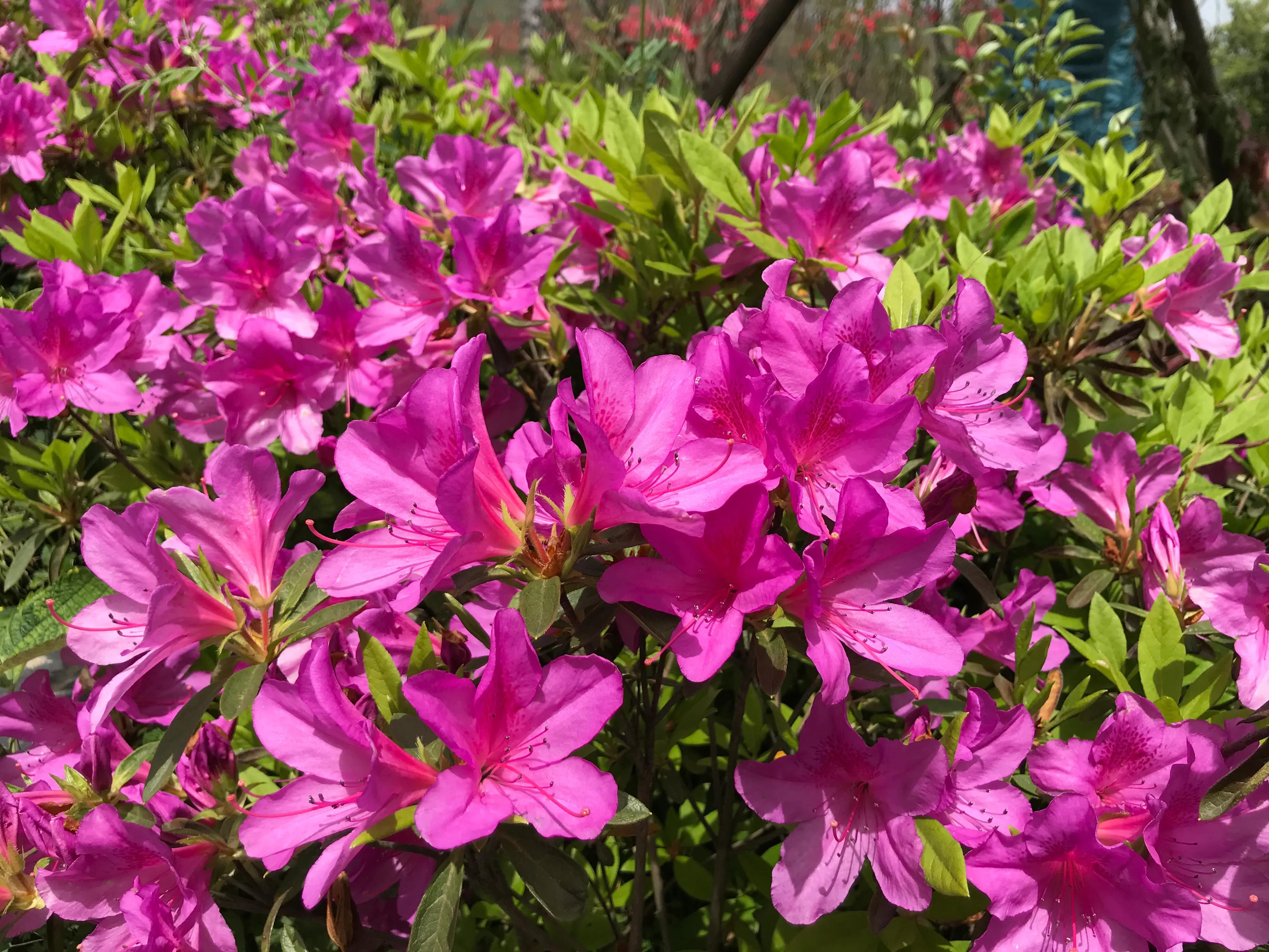 踏青山海秘境,石塘竹海游玩的最佳季节