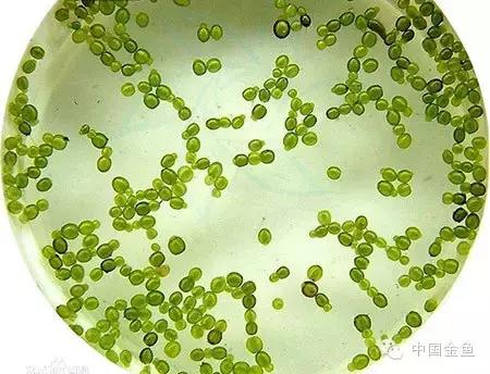 金鱼吃什么饲料既干净又有营养,金鱼都喂食什么饲料好吃