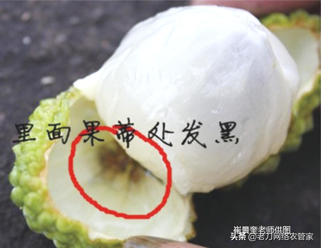 荔枝炭疽病喷什么药治疗效果好,荔枝炭疽病的最佳治疗方法