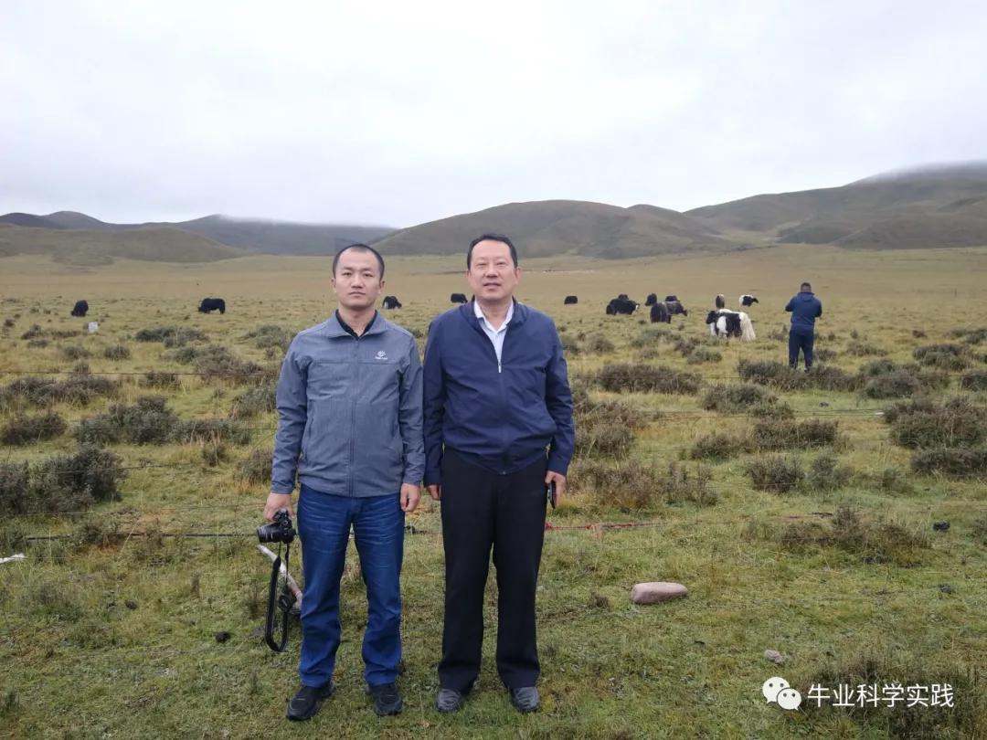 2023肉牛行情分析,2023-2024中国肉牛行情还会下跌吗