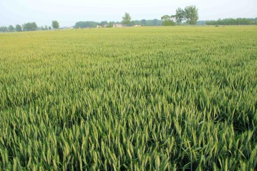麦田禾本科除草剂药害症状,麦田除草剂对油菜的药害怎么解决