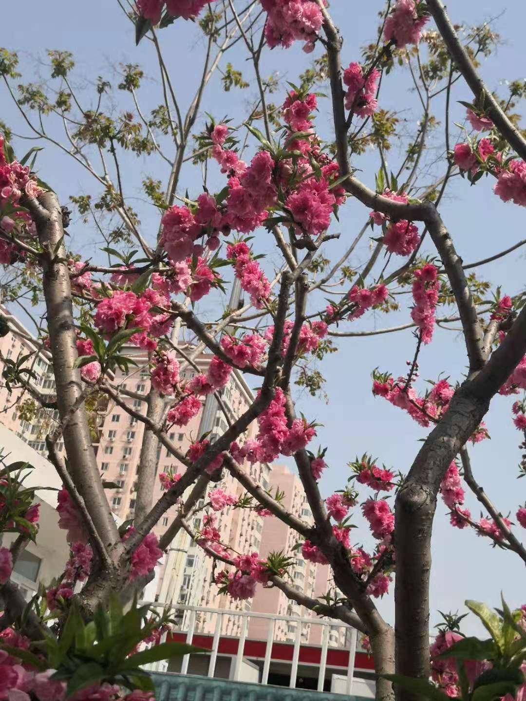 思君古诗词,思君诗歌曲大全