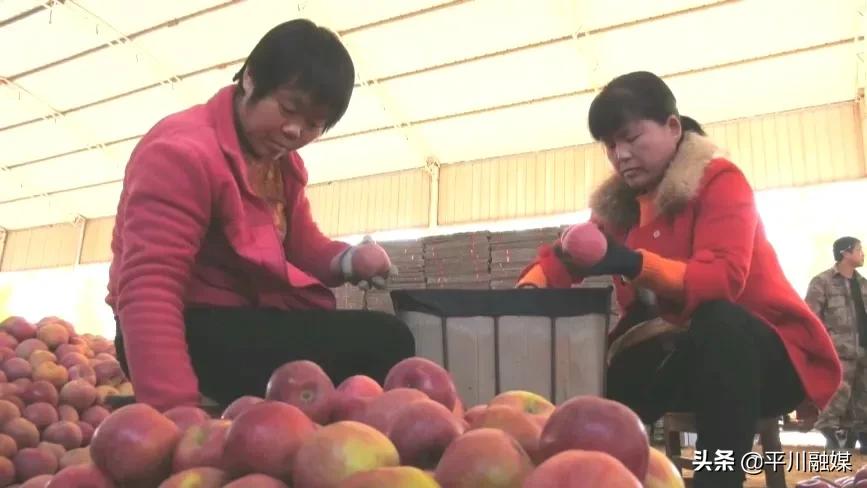 又香又脆又甜的苹果,好吃的苹果又脆又甜青苹果