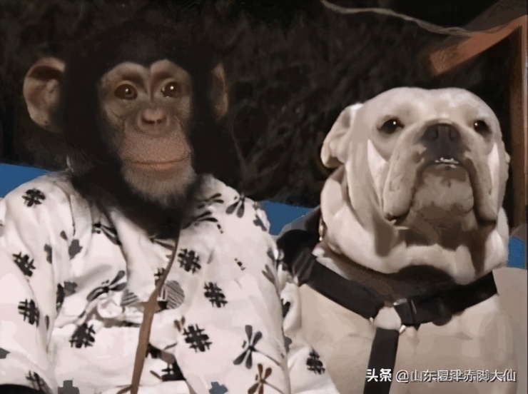 浅浅们，本大仙拿什么拯救你们？