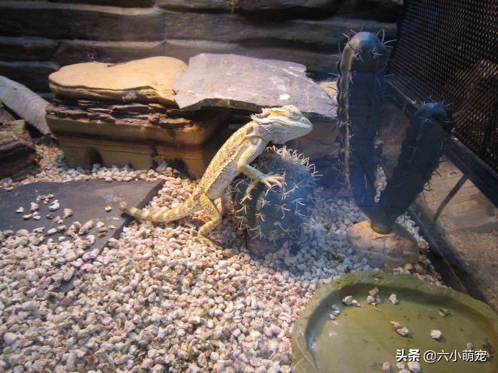 怎么样养好鬃狮蜥苗子,鬃狮蜥是一只养好还是一对养好