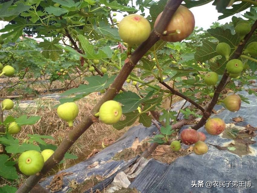 无花果树病虫害怎么防治,无花果雨季烂果是什么病