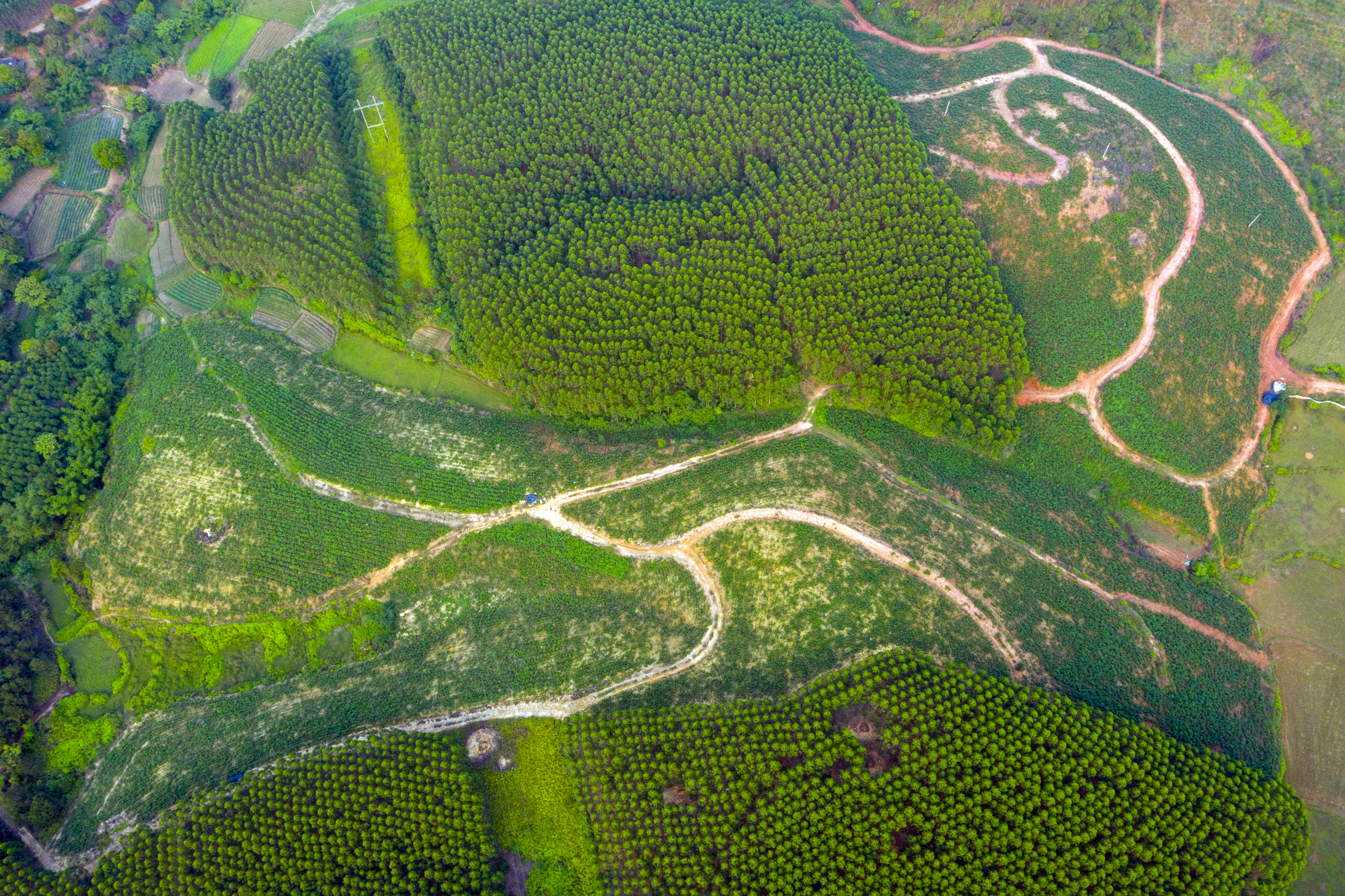广西钦州有没有野生五指毛桃,广西种植五指毛桃致富