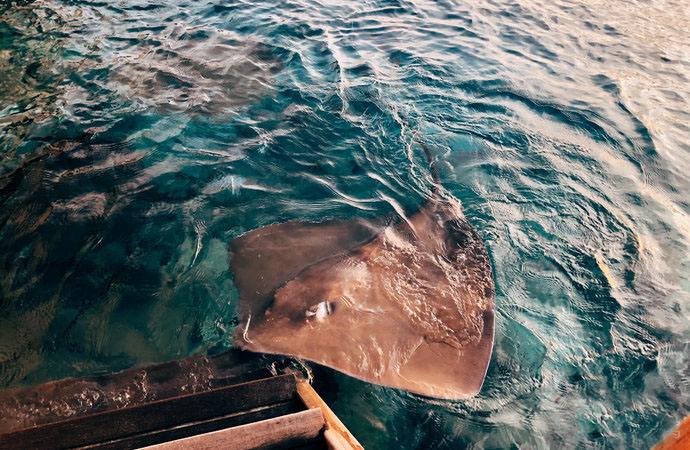 去马尔代夫危险吗,去马尔代夫不会游泳危险吗