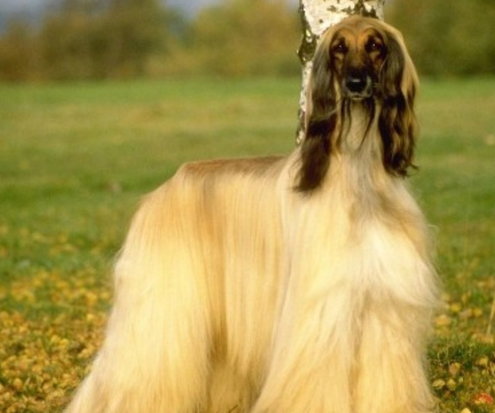 长毛狗阿富汗猎犬游泳,长毛狗阿富汗猎犬多少钱