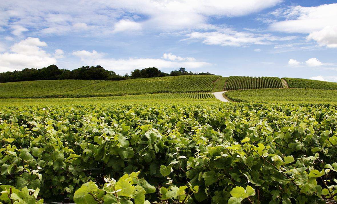 中国五大葡萄酒产区排名,中国有哪些著名葡萄酒产区和酒庄