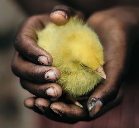 鸡经常生病,鸡老生病怎么办