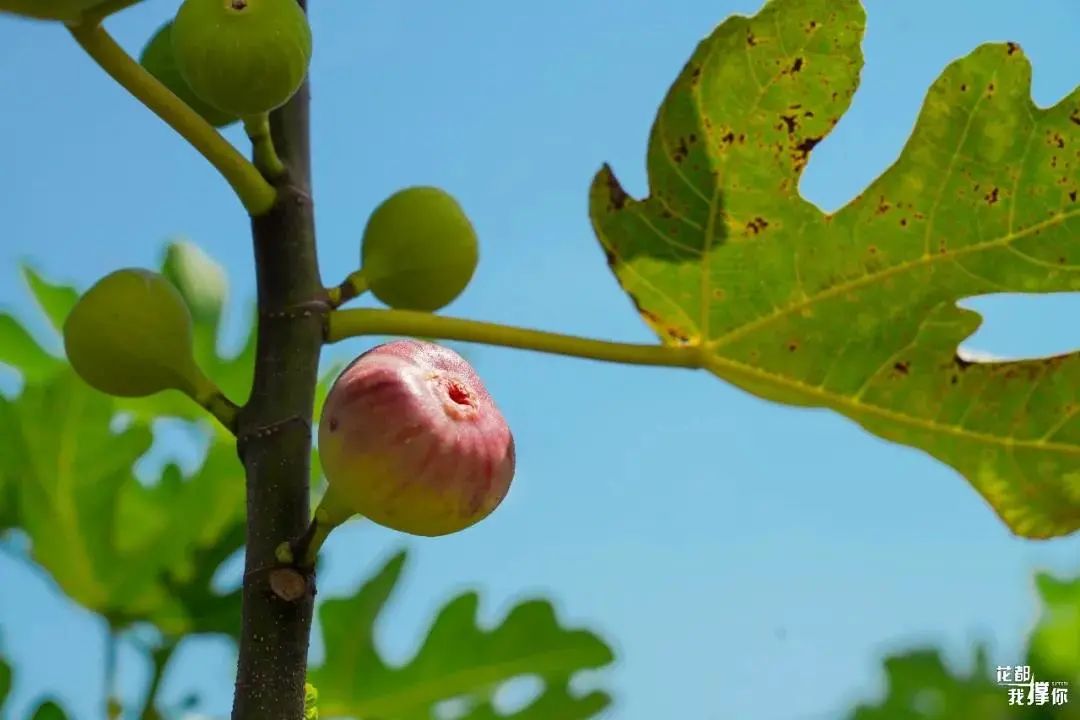 来自花东地胆小编亲测，哩滴店某得你唔食