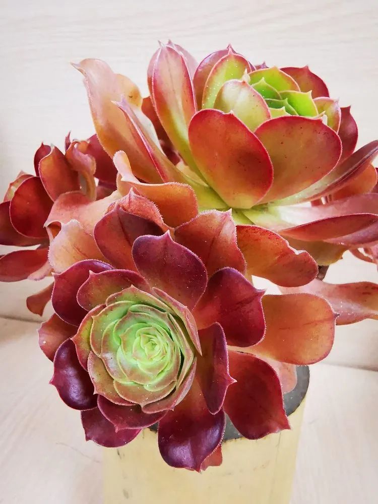 多肉砍头的怎么养,多肉怎么砍头才能爆发