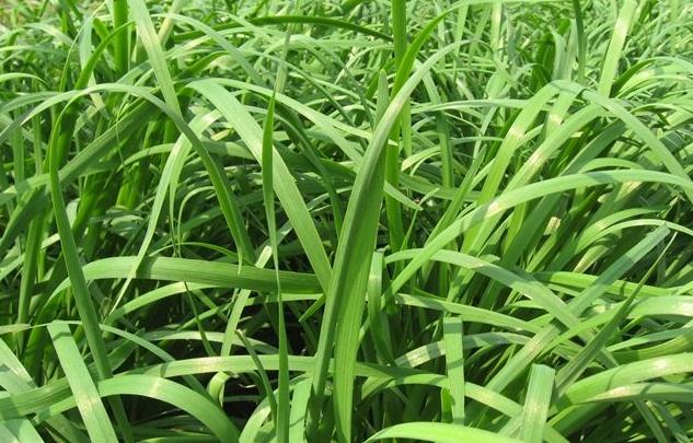 迟眼蕈蚊如何消灭,迟眼蕈蚊的发生与防治