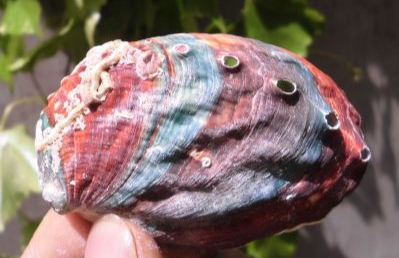 海产八珍即食海参价格表图,海产八珍之一的响螺怎么样