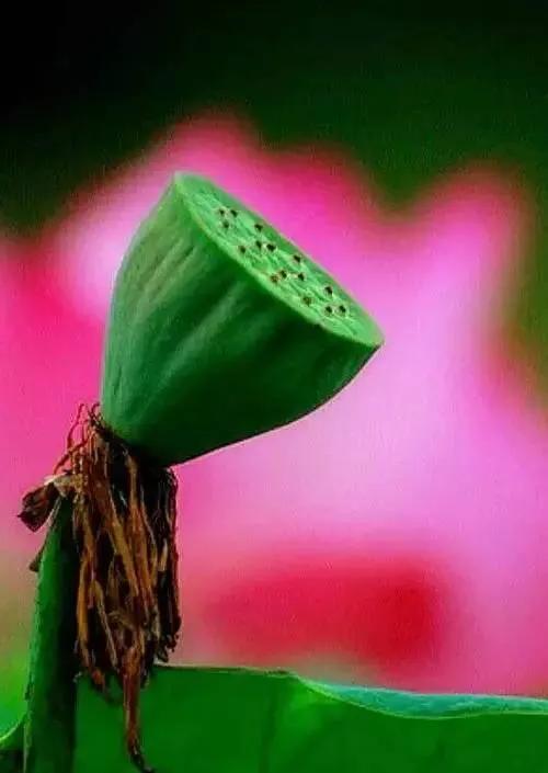 荷花的美惊艳了岁月,荷花温柔的绽放