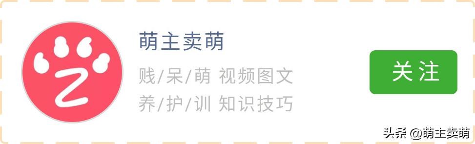 狗狗晒太阳皮肤变黑,狗狗背上皮肤变黑是什么原因