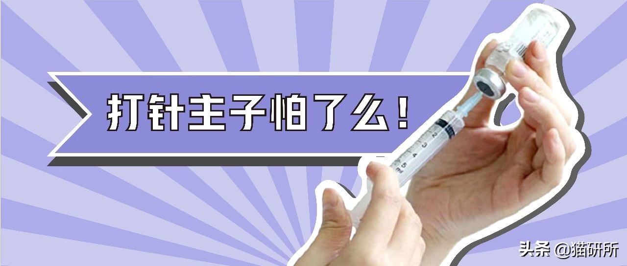 猫咪打疫苗跟狂犬疫苗一样吗,猫咪打疫苗针头往上还是往下