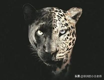 最接近黑豹的动物,动物黑豹有多厉害