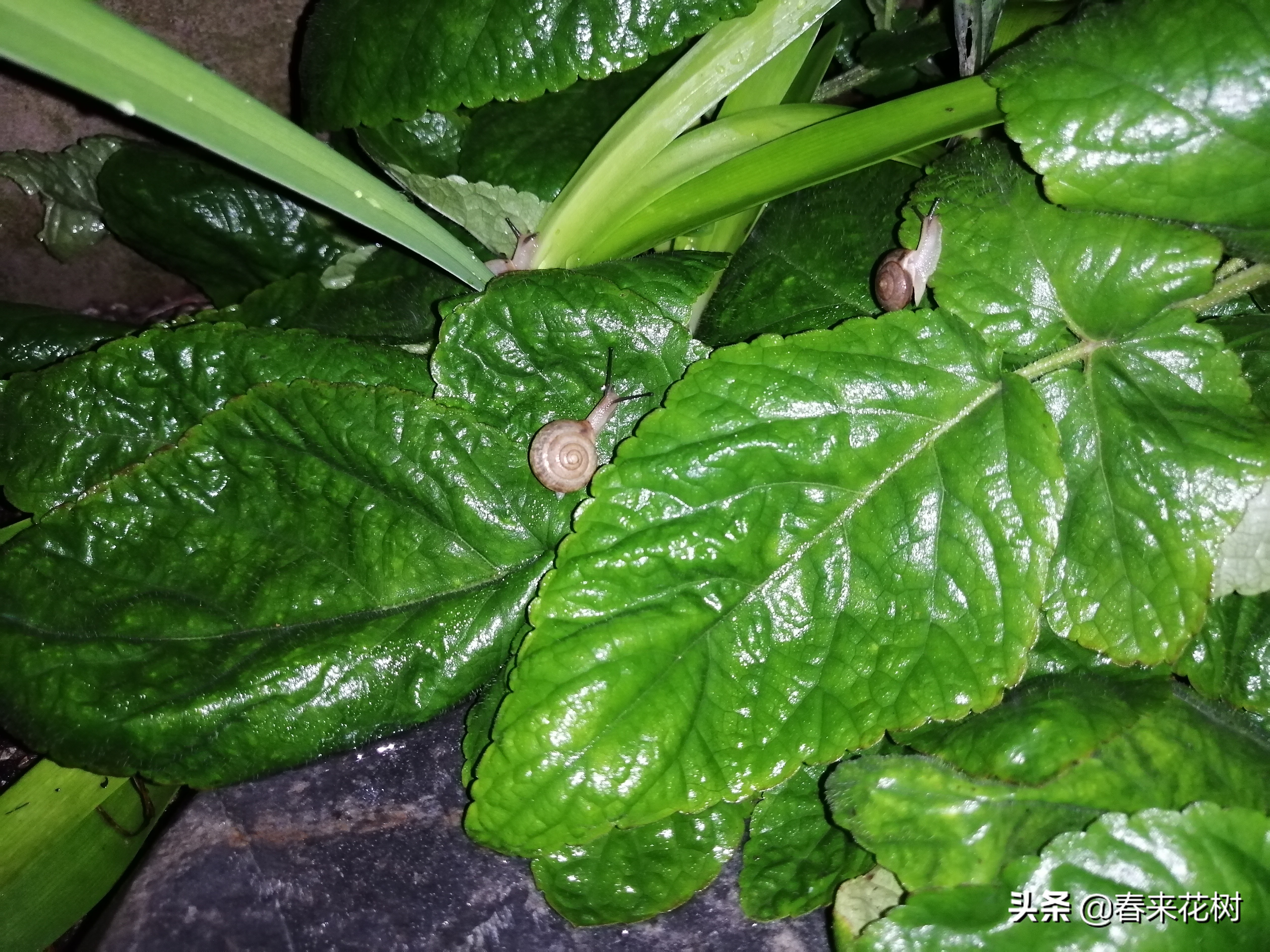 爱养花的坏处,养花防小蜗牛的方法有哪些