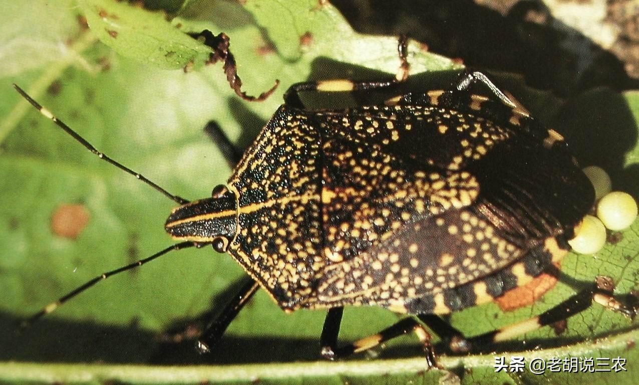 会放臭的虫有哪些,会放臭屁的动物