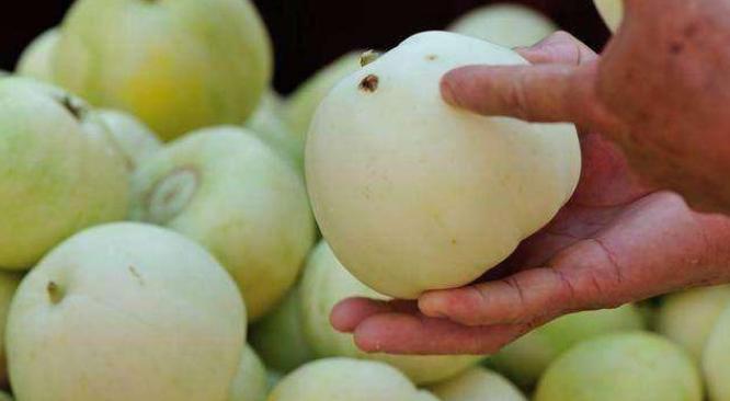 买香瓜是白绿皮还是黄皮好,买香瓜的时候如何挑选