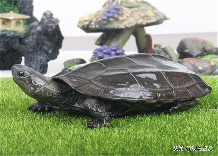 墨龟是什么品种草龟,野生墨龟和普通墨龟怎么区分呢
