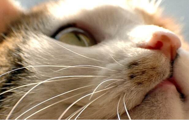 猫咪胡须的秘密，你知道吗？