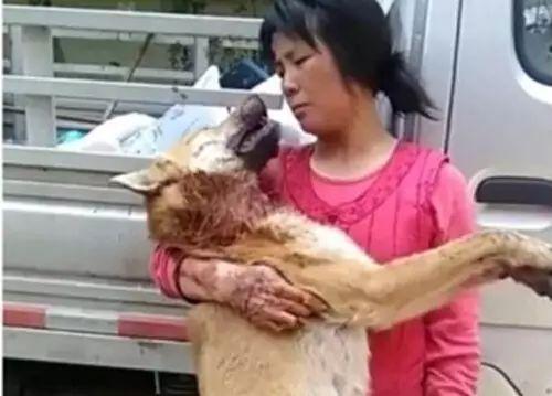 狗狗交配时强行将它们分开?脑子是个好东西,希望你能有!