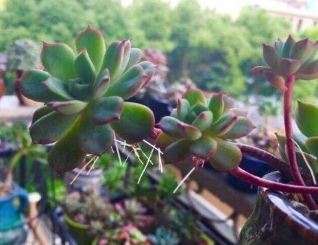 多肉长气生根到底是怎么一回事,多肉长气根怎么处理